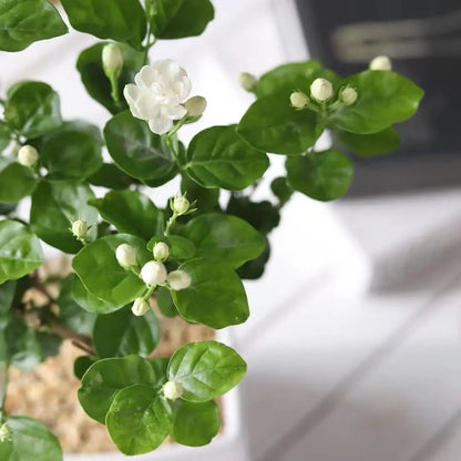 100 Climbing Jasmine Flower Seeds Fragrant Plant for Planting Garden Home Four Seasons Evergreen Silver Jasmine Garden Balcony Climbing Flower Non-Gmo