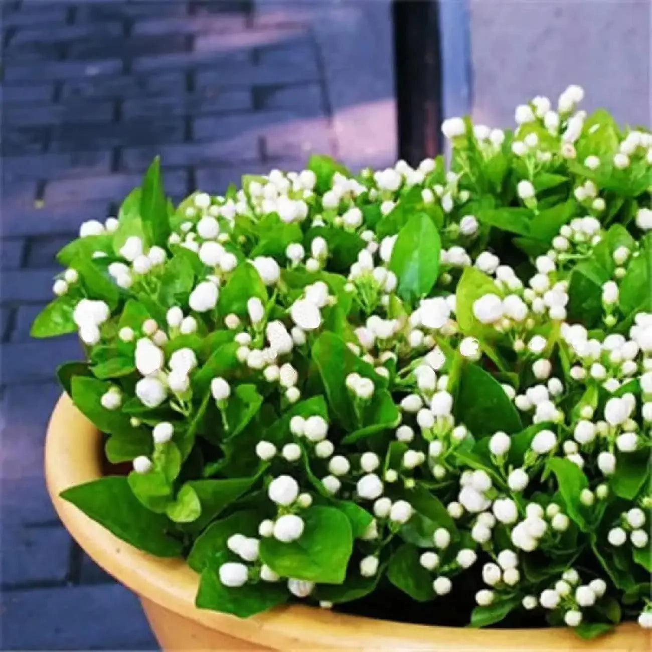 100 Climbing Jasmine Flower Seeds Fragrant Plant for Planting Garden Home Four Seasons Evergreen Silver Jasmine Garden Balcony Climbing Flower Non-Gmo