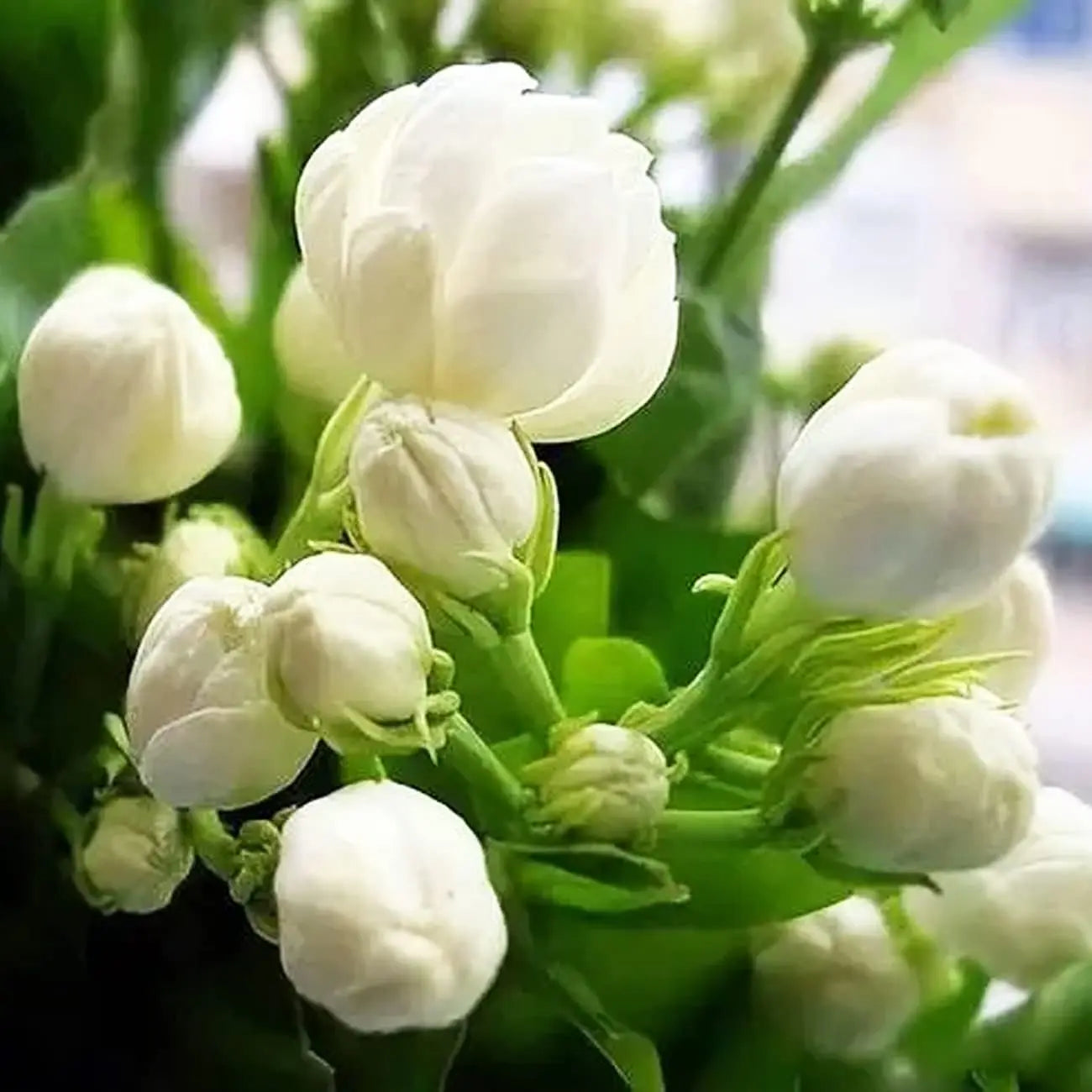 100 Climbing Jasmine Flower Seeds Fragrant Plant for Planting Garden Home Four Seasons Evergreen Silver Jasmine Garden Balcony Climbing Flower Non-Gmo