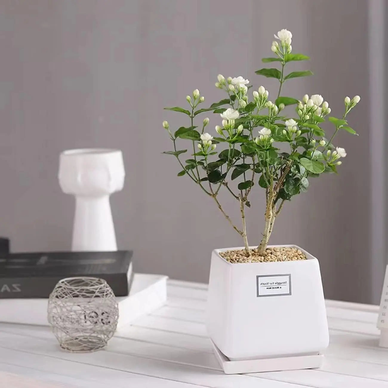 100 Climbing Jasmine Flower Seeds Fragrant Plant for Planting Garden Home Four Seasons Evergreen Silver Jasmine Garden Balcony Climbing Flower Non-Gmo
