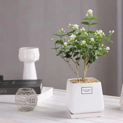 100 Climbing Jasmine Flower Seeds Fragrant Plant for Planting Garden Home Four Seasons Evergreen Silver Jasmine Garden Balcony Climbing Flower Non-Gmo